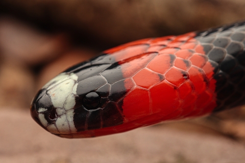 Micrurus bonita
