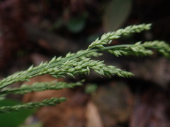 Setaria palmifolia