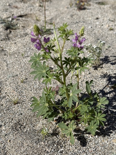 iNaturalist observation photo of Arizona lupine