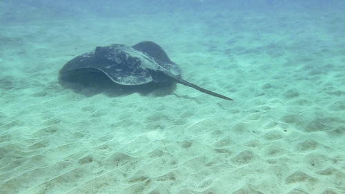 Taeniurops grabatus