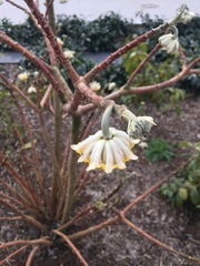 Edgeworthia