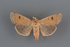 Dichagyris triphaenoides