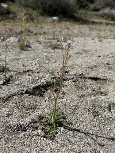 iNaturalist observation photo of Star Gilia