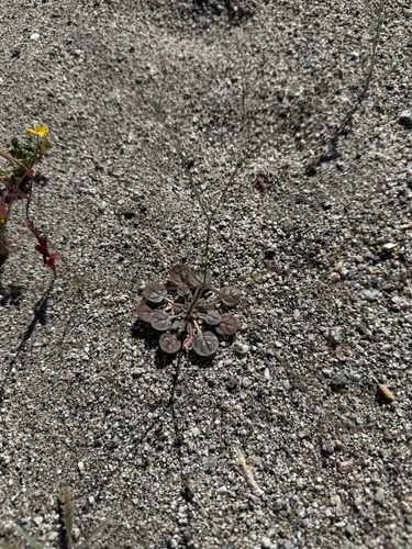 iNaturalist observation photo of Thomas's Wild Buckwheat