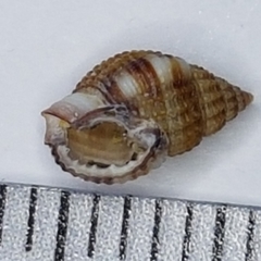 Tritia varicosa