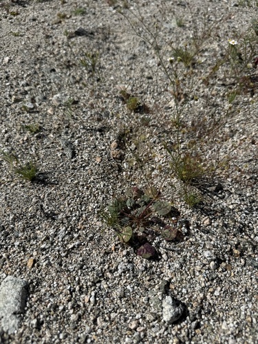 iNaturalist observation photo of Thomas's Wild Buckwheat