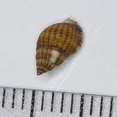 Tritia varicosa
