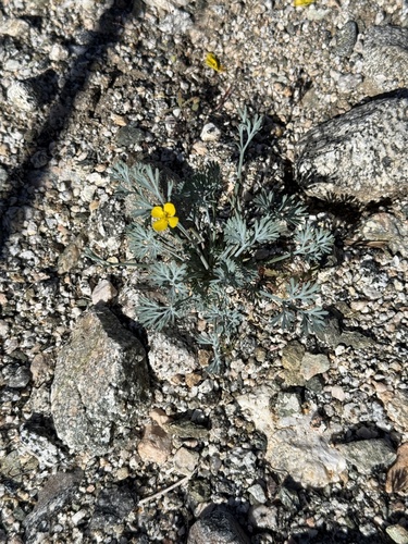 iNaturalist observation photo of Little Gold Poppy