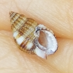 Tritia varicosa