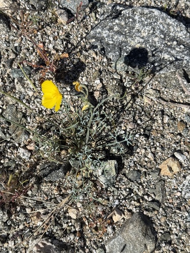 iNaturalist observation photo of goldpoppy