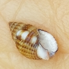 Tritia varicosa