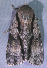 Craniophora malesiae