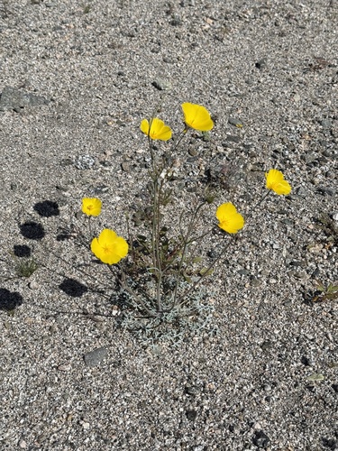 iNaturalist observation photo of goldpoppy