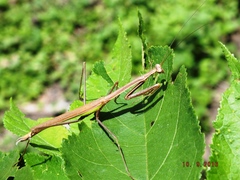 Phasmomantis