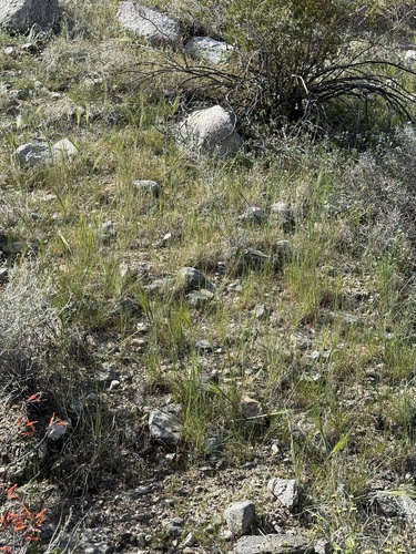 iNaturalist observation photo of cape ricegrass