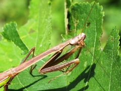 Phasmomantis