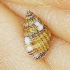Tritia varicosa