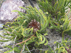 Protea denticulata