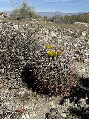 iNaturalist observation photo of California Barrel Cactus