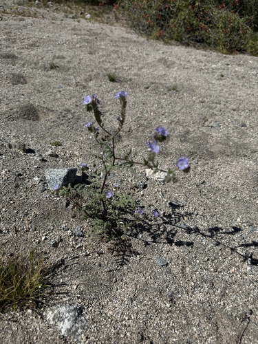 iNaturalist observation photo of distant phacelia