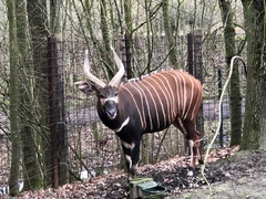 Tragelaphus