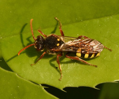 Nomada marshamella