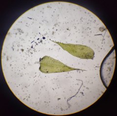 Herzogiella seligeri