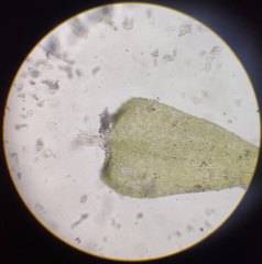 Herzogiella seligeri