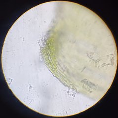 Herzogiella seligeri