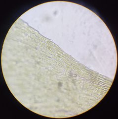 Herzogiella seligeri