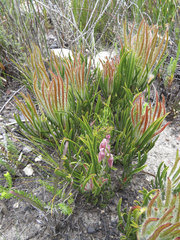 Protea denticulata