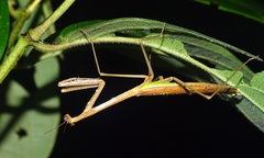 Phasmomantis