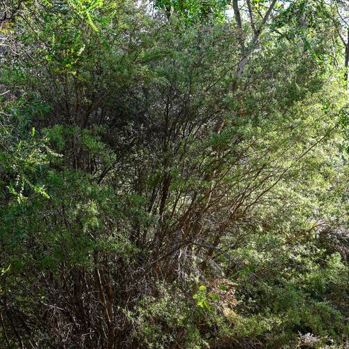 Leptospermum grandifolium, 2026-02-28