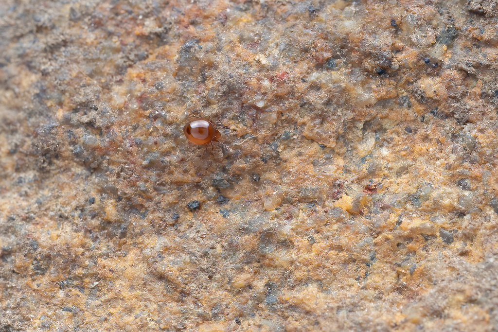 Pelopeaous Insect Peloppiidae from 中国浙江省杭州市西湖区 on February 28, 2026 at 10:25 AM by Li ...