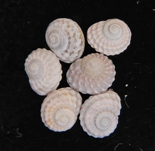 Pseudoliotia micans observed 2026-02-22
