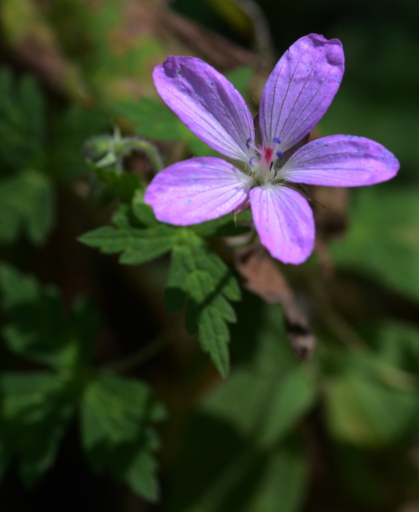 Geranium lilacinum