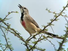 Rhodophoneus cruentus