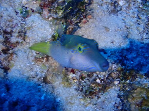 Canthigaster epilampra observed 2026-02-28