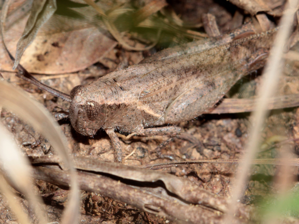 Trichocatantops digitatus