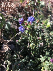 Ceanothus foliosus foliosus