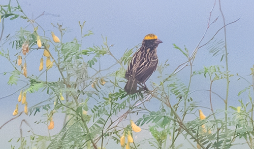 Streaked Weaver (Ploceus manyar), photo 3