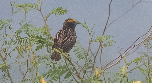 Streaked Weaver (Ploceus manyar), photo 4