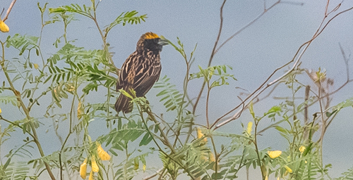 Streaked Weaver (Ploceus manyar), photo 8