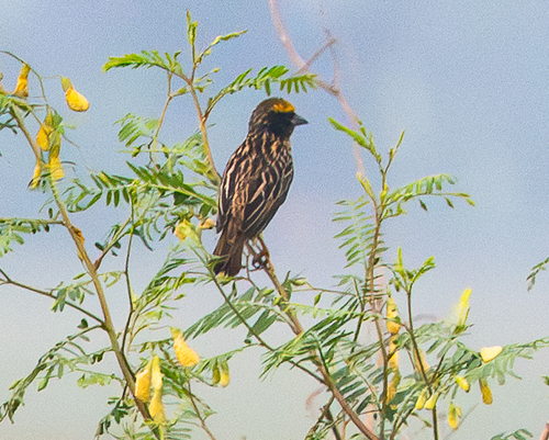 Streaked Weaver (Ploceus manyar), photo 9