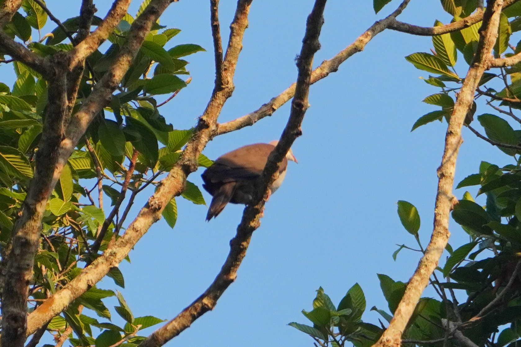 Mountain Imperial Pigeon (Ducula badia), photo 2