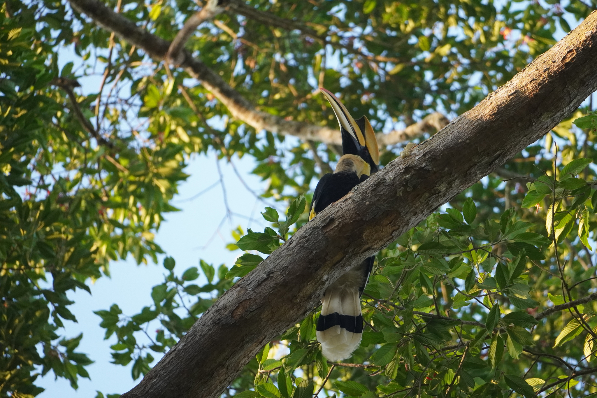 Great Hornbill (Buceros bicornis), photo 9