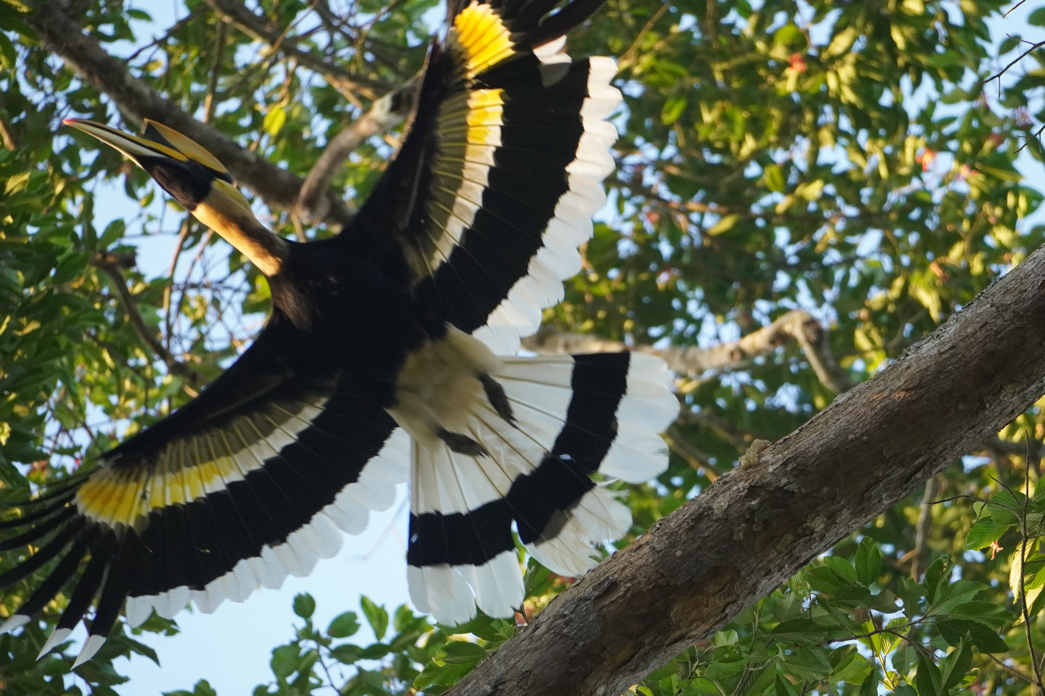 Great Hornbill (Buceros bicornis), photo 8