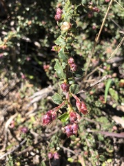 Ceanothus foliosus foliosus