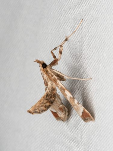 Poroporo fruit borer