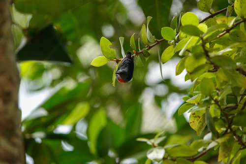 Midget Flowerpecker (Dicaeum aeneum)
